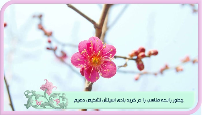 راهنمای خرید بادی اسپلش مرغوب؛ رایحه های ماندگار 1 چطور رایحه مناسب را در خرید بادی اسپلش تشخیص دهیم